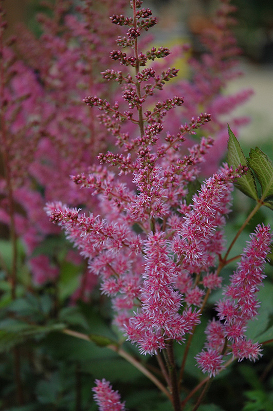 Maggie Daley Astilbe (Astilbe chinensis 'Maggie Daley') at Caan Floral & Greenhouse
