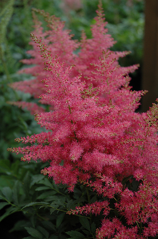Younique Carmine Astilbe (Astilbe 'Verscarmine') at Caan Floral & Greenhouse