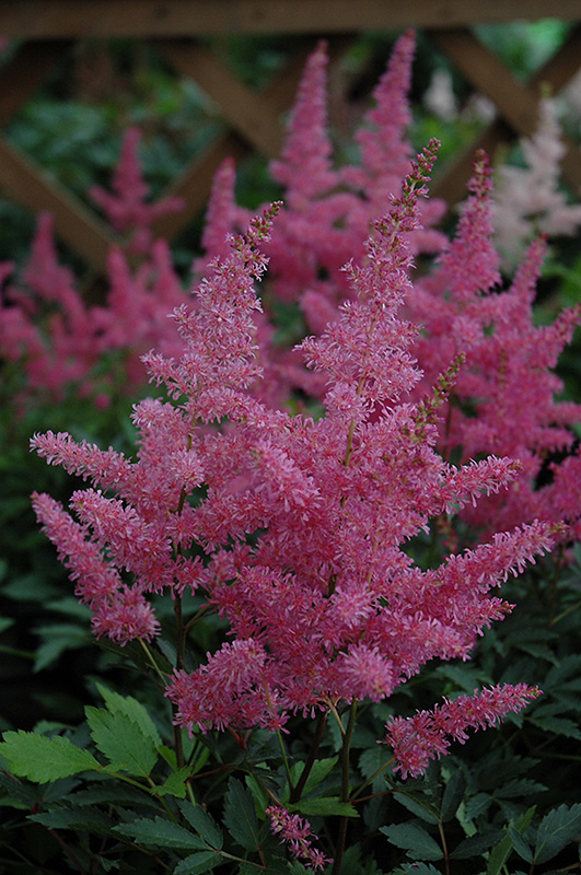 Younique Lilac Astilbe (Astilbe 'Verslilac') at Caan Floral & Greenhouse