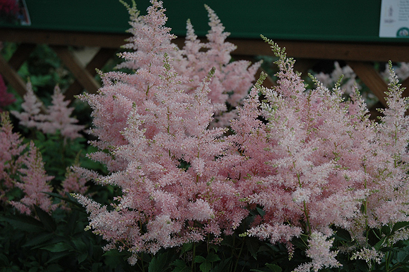 Younique Silvery Pink Astilbe (Astilbe 'Verssilverypink') at Caan Floral & Greenhouse