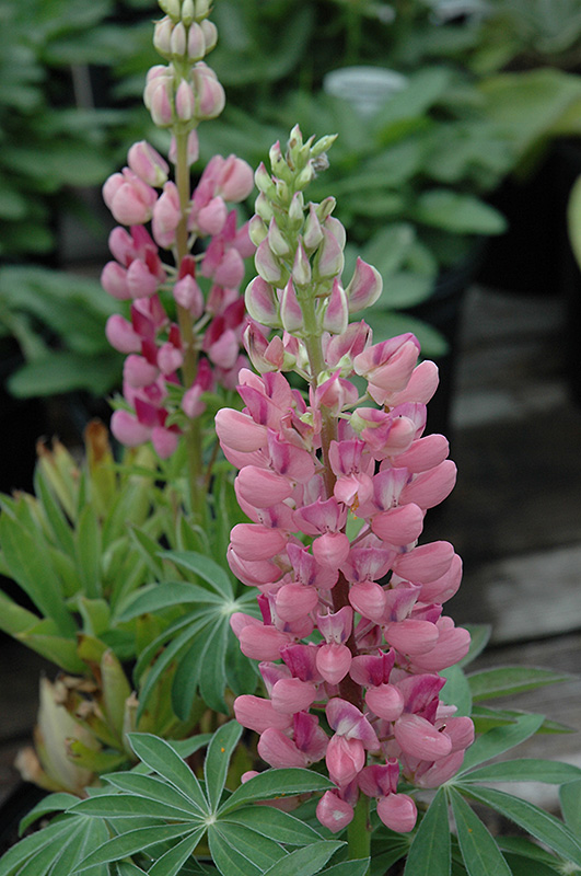 Gallery Pink Lupine (Lupinus 'Gallery Pink') at Caan Floral & Greenhouse