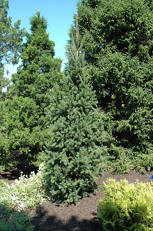 Columnar Norway Spruce (Picea abies 'Cupressina') at Caan Floral & Greenhouse