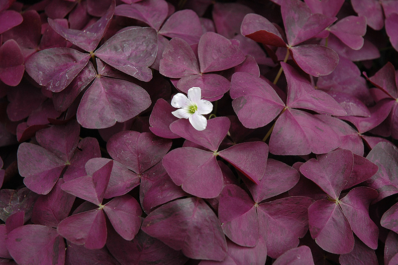 Charmed Wine Shamrock (Oxalis 'Charmed Wine') at Caan Floral & Greenhouse