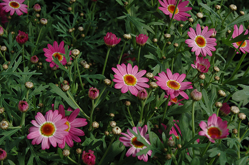 Madeira Deep Pink Marguerite Daisy (Argyranthemum frutescens 'Madeira Deep Pink') at Caan Floral & Greenhouse