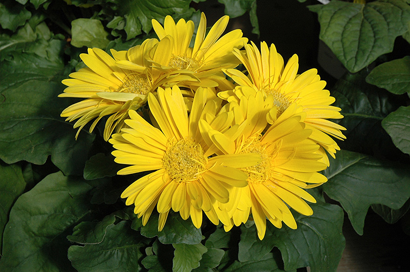 Yellow Gerbera Daisy (Gerbera 'Yellow') at Caan Floral & Greenhouse