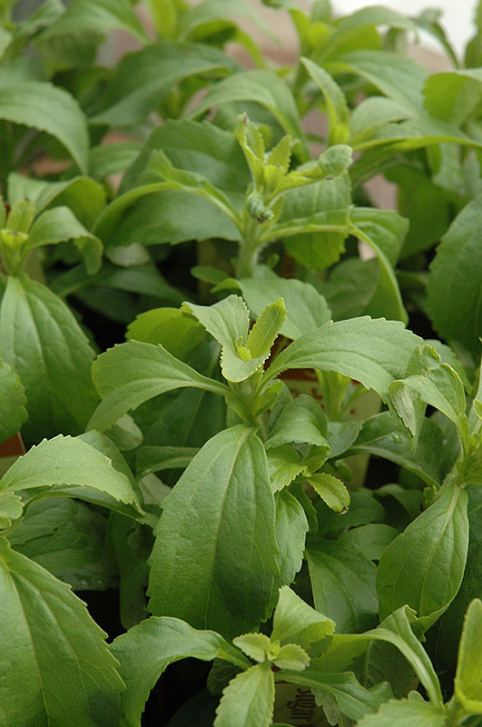 Sweetleaf (Stevia rebaudiana) at Caan Floral & Greenhouse