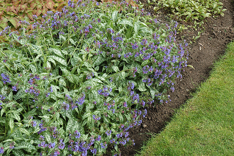 Trevi Fountain Lungwort (Pulmonaria 'Trevi Fountain') at Caan Floral & Greenhouse