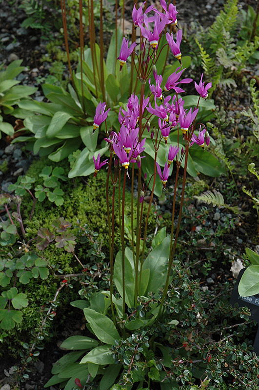 Shooting Star (Dodecatheon meadia) at Caan Floral & Greenhouse