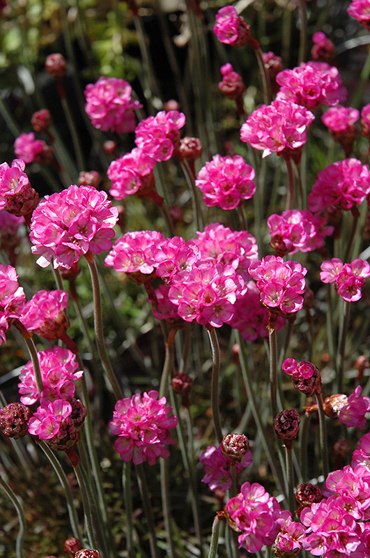 Red-leaved Sea Thrift (Armeria maritima 'Rubrifolia') at Caan Floral & Greenhouse