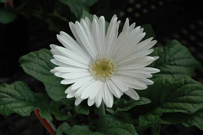 White Gerbera Daisy (Gerbera 'White') at Caan Floral & Greenhouse