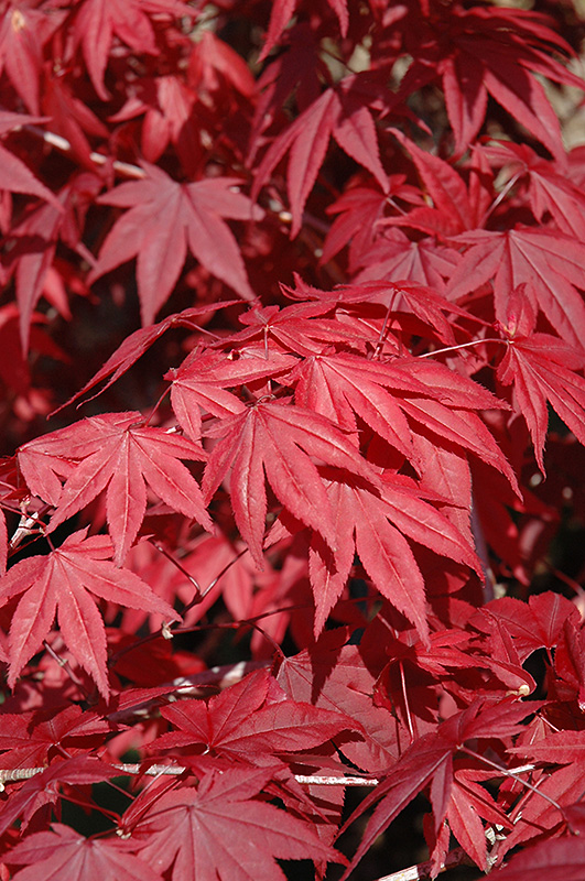 Emperor I Japanese Maple (Acer palmatum 'Wolff') at Caan Floral & Greenhouse