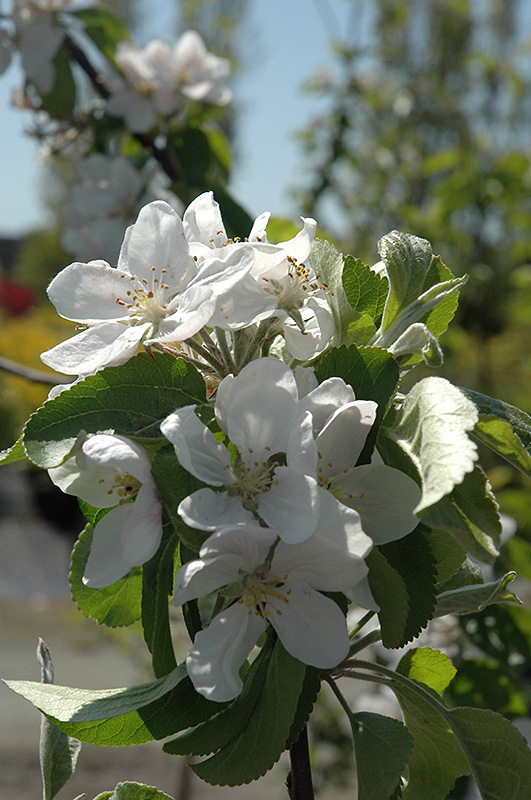 Cortland Apple (Malus 'Cortland') at Caan Floral & Greenhouse