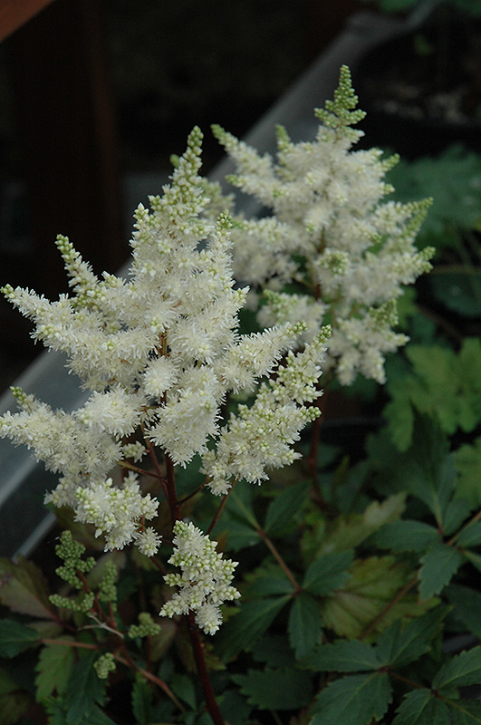 Younique White Astilbe (Astilbe 'Verswhite') at Caan Floral & Greenhouse