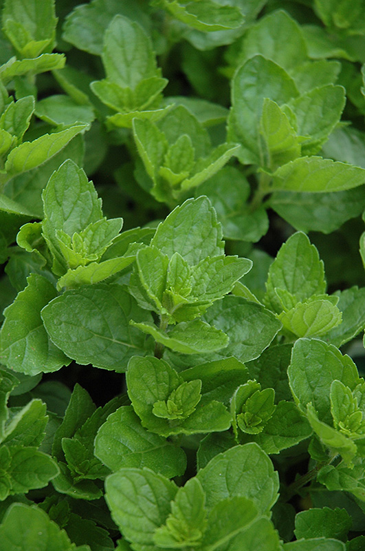 Spearmint (Mentha spicata) at Caan Floral & Greenhouse