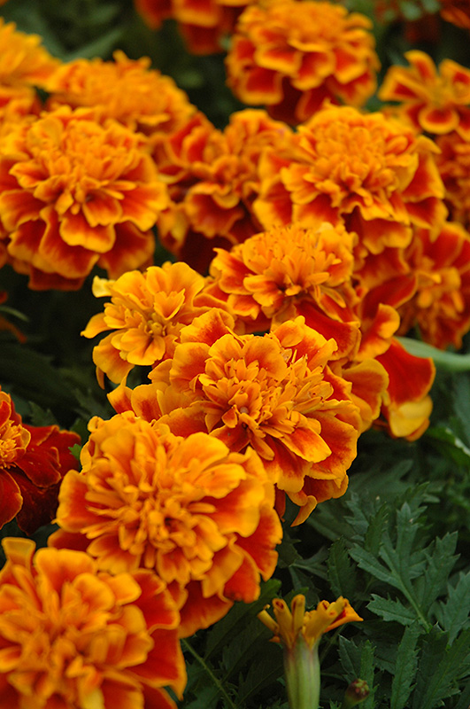 Bonanza Flame Marigold (Tagetes patula 'Bonanza Flame') at Caan Floral & Greenhouse