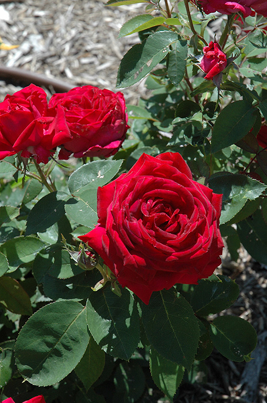 Kashmir Rose (Rosa 'Kashmir') at Caan Floral & Greenhouse