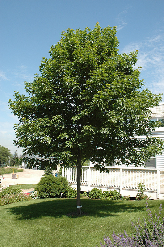 Fall Fiesta Sugar Maple (Acer saccharum 'Bailsta') at Caan Floral & Greenhouse
