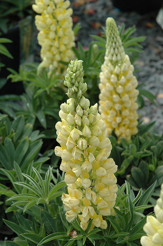 Gallery Yellow Lupine (Lupinus 'Gallery Yellow') at Caan Floral & Greenhouse