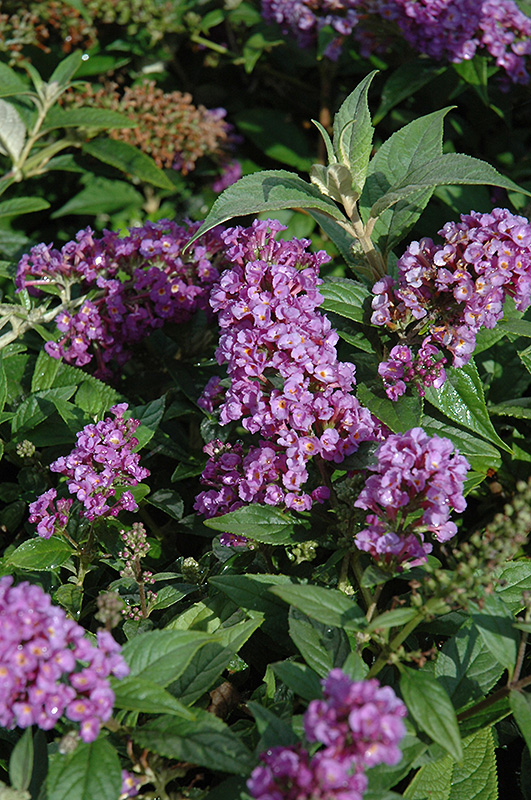 Lo & Behold Purple Haze Butterfly Bush (Buddleia 'Purple Haze') at Caan Floral & Greenhouse