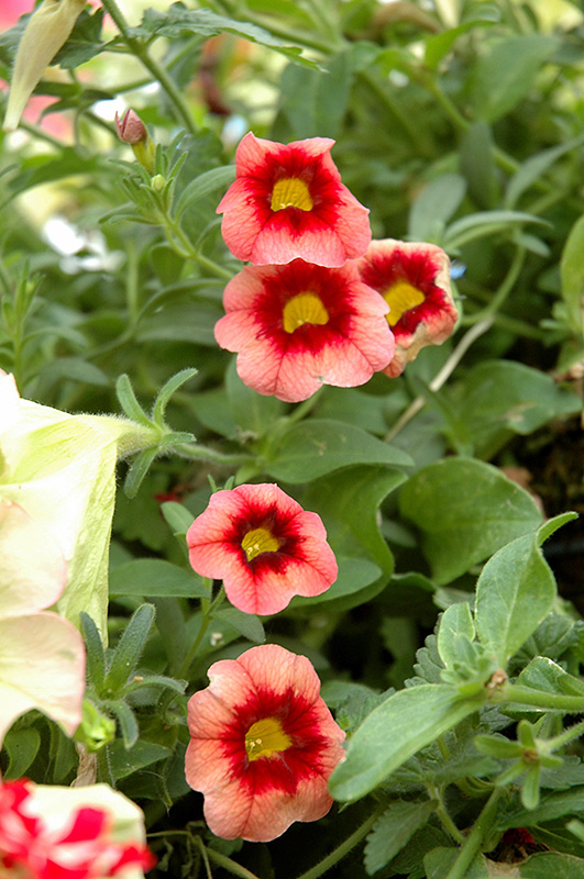 Superbells® Coralberry Punch Calibrachoa (Calibrachoa 'Superbells