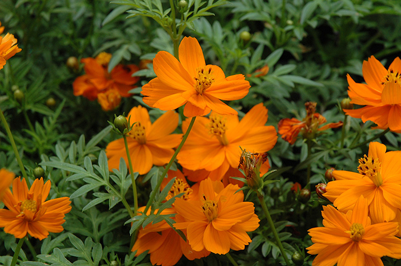 Cosmic Orange Cosmos (Cosmos 'Cosmic Orange') at Caan Floral & Greenhouse
