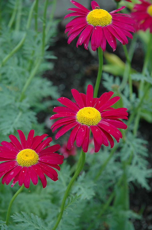 Robinson's Red Painted Daisy (Tanacetum coccineum 'Robinson's Red') at Caan Floral & Greenhouse