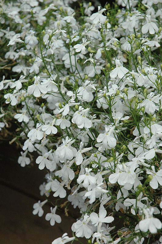 Techno White Lobelia (Lobelia erinus 'Techno White') at Caan Floral & Greenhouse