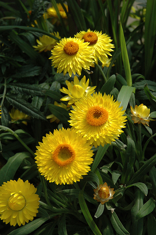 Dreamtime Jumbo Yellow Strawflower (Bracteantha bracteata 'OHB003790') at Caan Floral & Greenhouse