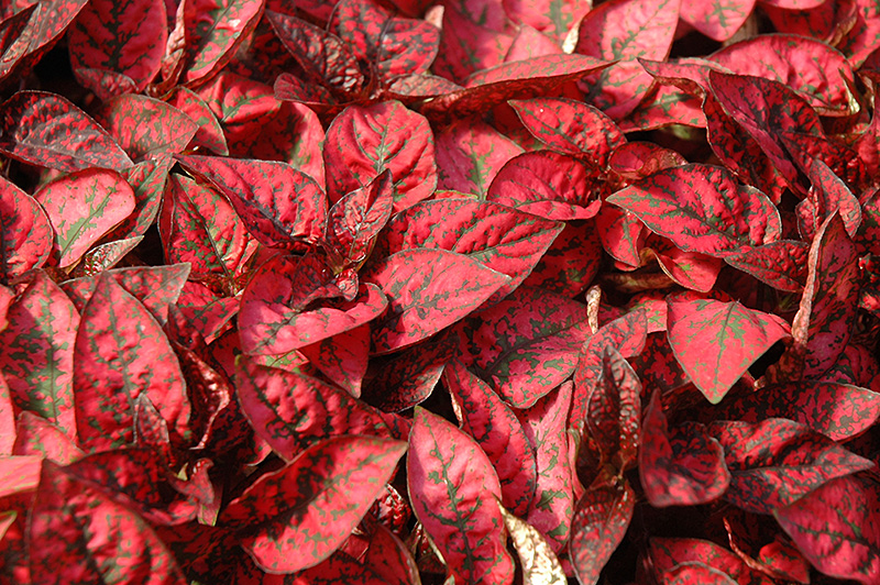 Splash Select Red Polka Dot Plant (Hypoestes phyllostachya 'Splash Select Red') at Caan Floral & Greenhouse