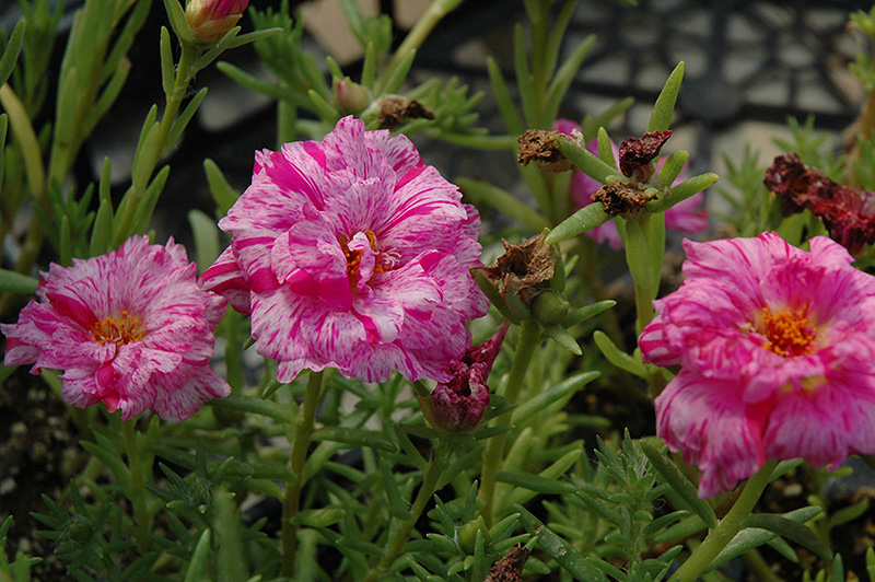 Sundial Peppermint Portulaca (Portulaca grandiflora 'Sundial Peppermint') at Caan Floral & Greenhouse