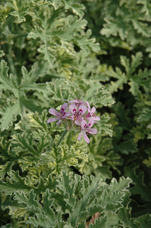 Lady Plymouth Geranium (Pelargonium 'Lady Plymouth') at Caan Floral & Greenhouse