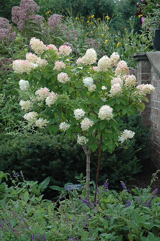 Limelight Hydrangea (tree form) (Hydrangea paniculata 'Limelight (tree form)') at Caan Floral & Greenhouse
