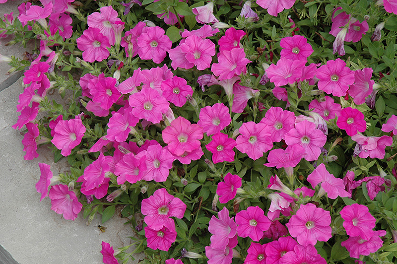 Easy Wave Pink Petunia (Petunia 'Easy Wave Pink') at Caan Floral & Greenhouse
