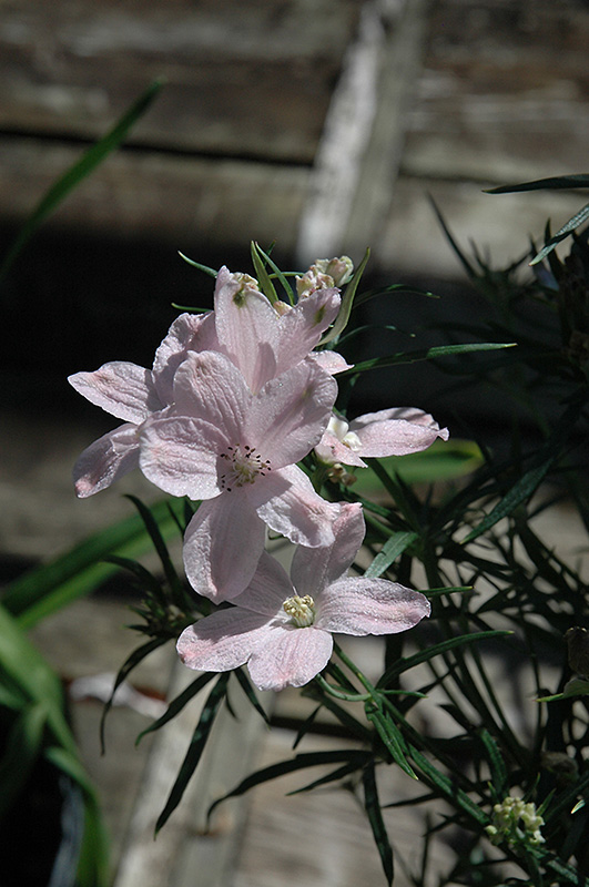 Summer Morning Dwarf Larkspur (Delphinium 'Summer Morning') at Caan Floral & Greenhouse