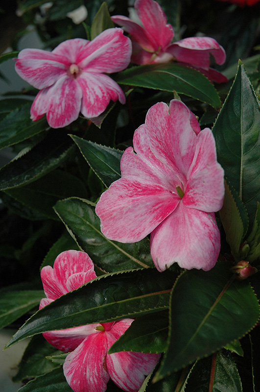 Sonic Magic Pink New Guinea Impatiens (Impatiens 'Sonic Magic Pink') at Caan Floral & Greenhouse