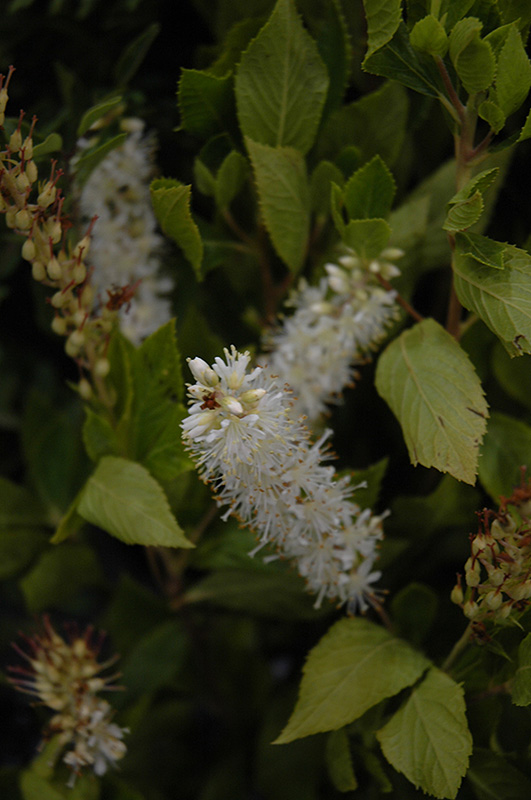 Sugartina Crystalina Summersweet (Clethra alnifolia 'Crystalina') at Caan Floral & Greenhouse