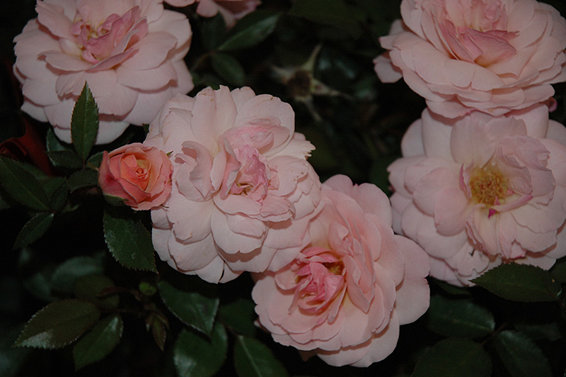 Calypso Rose (Rosa 'BAIypso') at Caan Floral & Greenhouse
