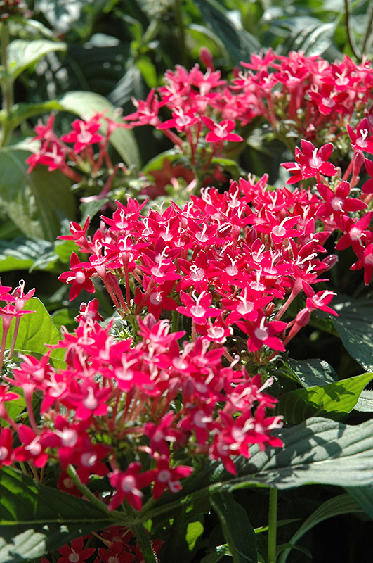 Butterfly Pink Star Flower (Pentas lanceolata 'Butterfly Pink') at Caan Floral & Greenhouse