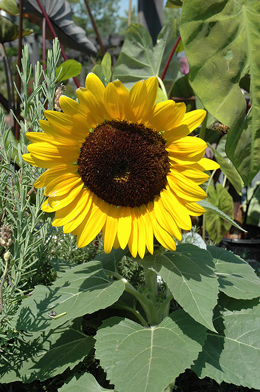 Miss Sunshine Annual Sunflower (Helianthus annuus 'Miss Sunshine') at Caan Floral & Greenhouse