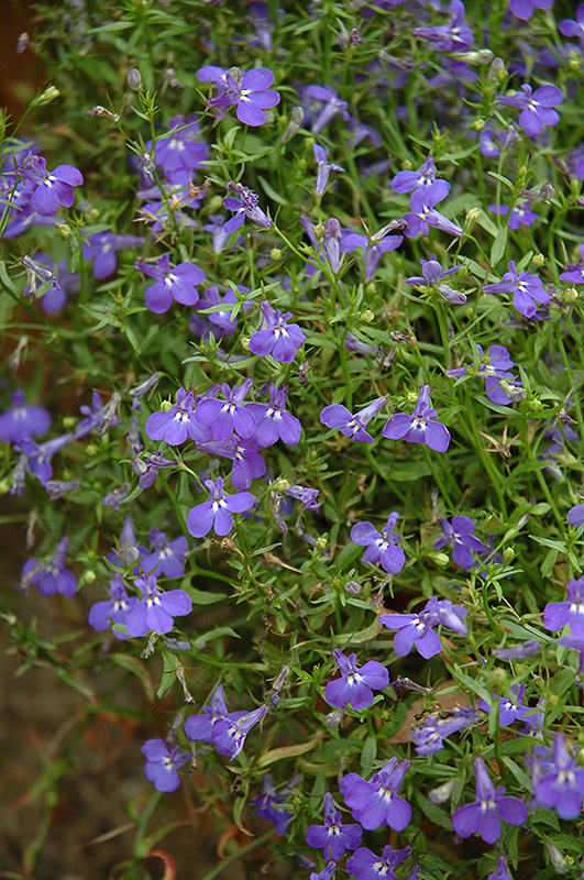 Techno Blue Lobelia (Lobelia erinus 'Techno Blue') at Caan Floral & Greenhouse