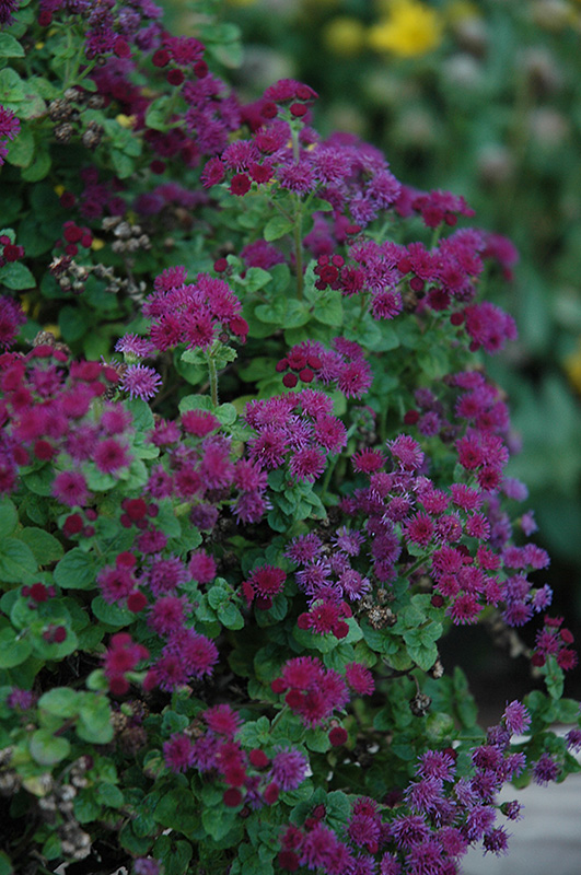 Artist Purple Flossflower (Ageratum 'Agmontis') at Caan Floral & Greenhouse