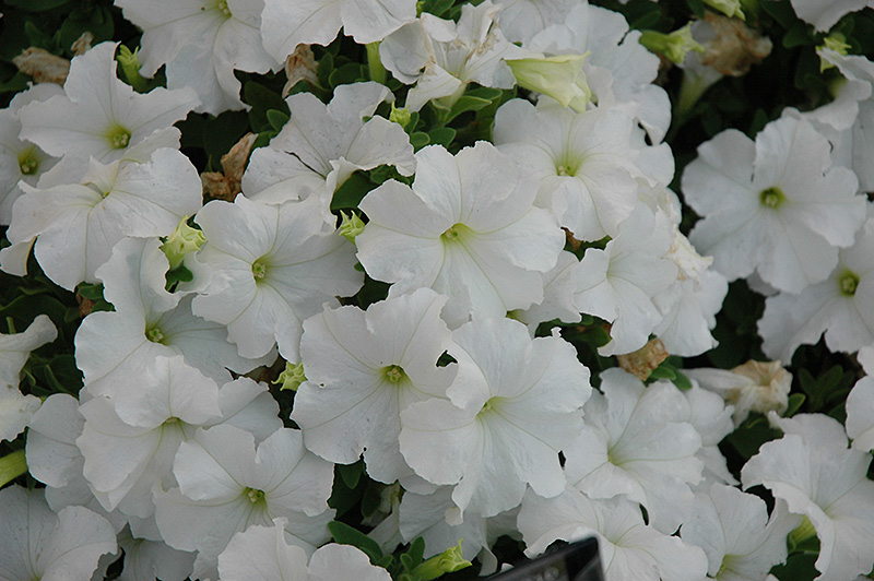 Pretty Grand White Petunia (Petunia 'Pretty Grand White') at Caan Floral & Greenhouse