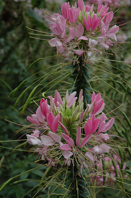 Rose Queen Spiderflower (Cleome hassleriana 'Rose Queen') at Caan Floral & Greenhouse