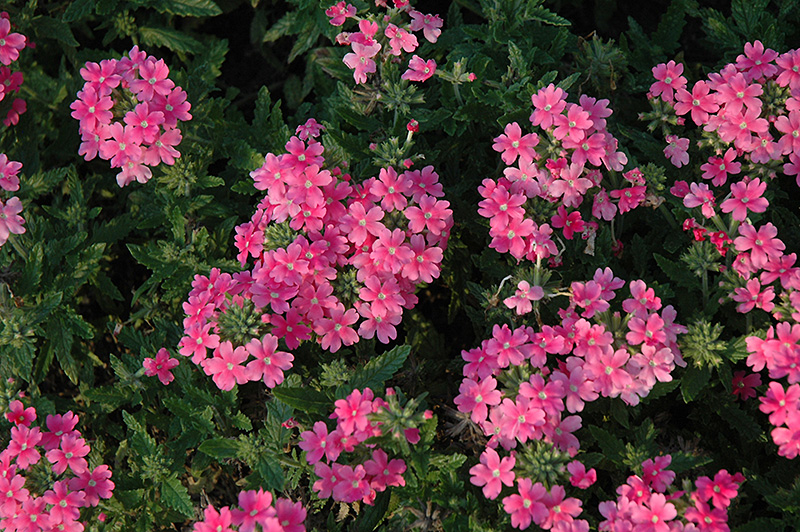 Quartz XP Pink Verbena (Verbena 'Quartz XP Pink') at Caan Floral & Greenhouse