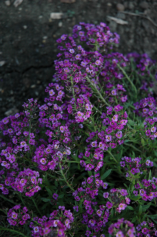 Clear Crystal Purple Shades Sweet Alyssum (Lobularia maritima 'Clear Crystal Purple Shades') at Caan Floral & Greenhouse