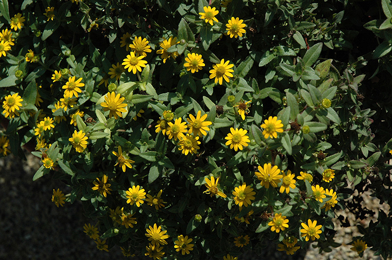 Solaris Compact Yellow Creeping Zinnia (Sanvitalia procumbens 'Solaris Compact Yellow') at Caan Floral & Greenhouse