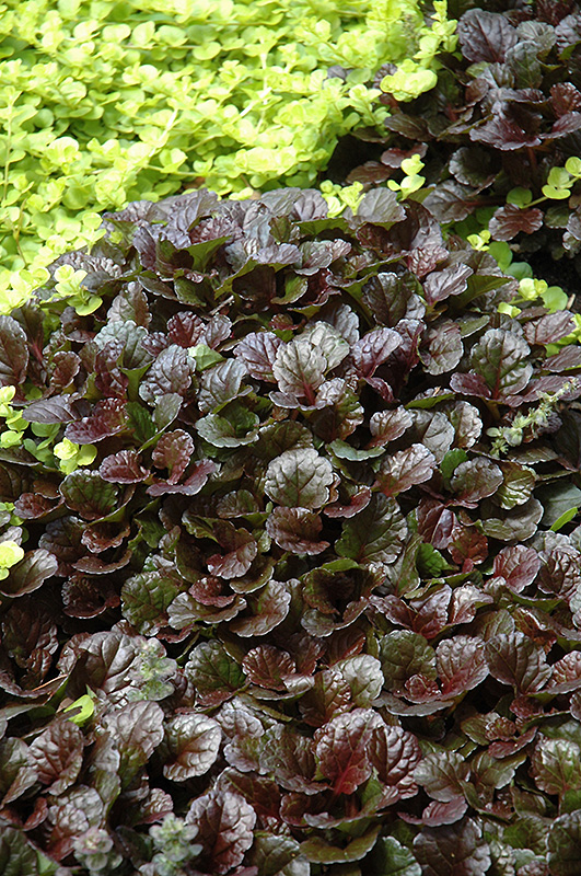 Black Scallop Bugleweed (Ajuga reptans 'Black Scallop') at Caan Floral & Greenhouse
