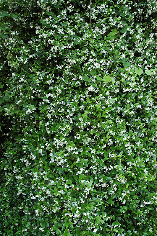 Confederate Star-Jasmine (Trachelospermum jasminoides) at Caan Floral & Greenhouse