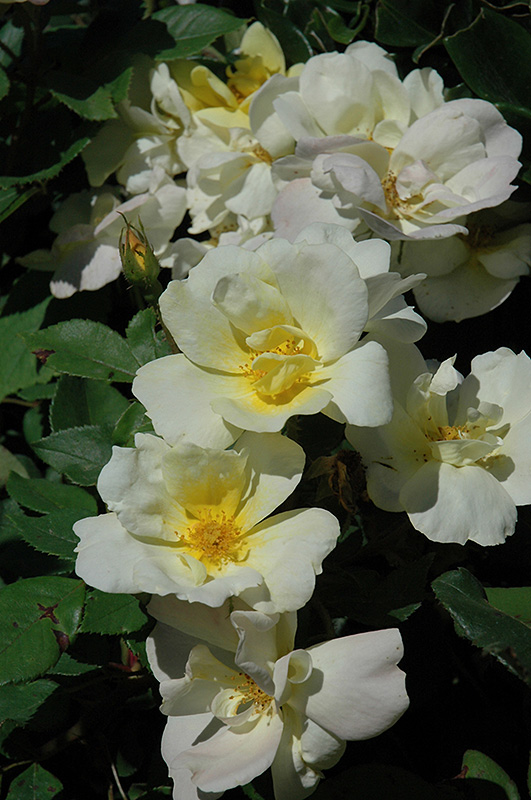 Sunny Knock Out Rose (Rosa 'Radsunny') at Caan Floral & Greenhouse