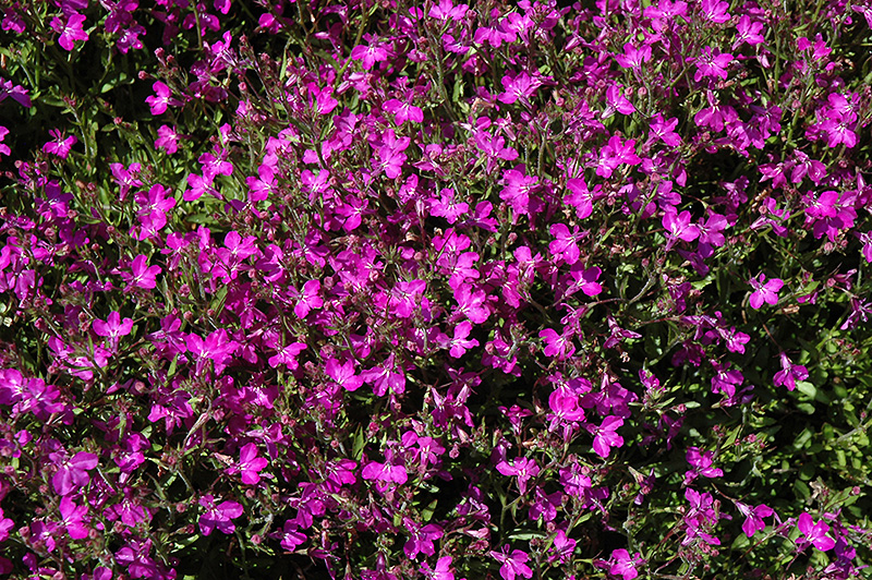 Techno Violet Lobelia (Lobelia erinus 'Techno Violet') at Caan Floral & Greenhouse